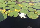 White Lily  White water lily. Kayaking Umbagog Lake, Umbagog State Park in New Hampshire : 2014, Errol, Kayaking, New Hampshire, Umbagog Lake, Umbagog State Park