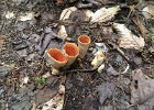 Fungus  Fungus. Hiking Rattle River section of Appalachian Trail in New Hampshire : 2014, AT, Appalachian Trail, Hiking, New Hampshire, Rattle River Trail, White Mountain National Forest