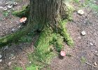 Fungus  Fungus. Hiking Rattle River section of Appalachian Trail in New Hampshire : 2014, AT, Appalachian Trail, Hiking, New Hampshire, Rattle River Trail, White Mountain National Forest