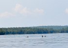 Maine080814-1384  Loons. Kayak South Arm Lower Richardson Lake : 2014, Kayaking, Maine, Oxford County, Richardson Lake, South Arm