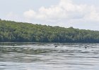 Maine080814-1391  9 Loons. Kayak South Arm Lower Richardson Lake : 2014, Kayaking, Maine, Oxford County, Richardson Lake, South Arm