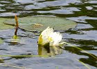Maine080814-1329  White water lily. Kayaking Umbagog Lake, Umbagog State Park in New Hampshire : 2014, Errol, Kayaking, New Hampshire, Umbagog Lake, Umbagog State Park, White Water Lily