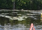 Maine080814-1333  Kayaking Umbagog Lake, Umbagog State Park in New Hampshire : 2014, Errol, Kayaking, New Hampshire, Umbagog Lake, Umbagog State Park