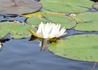 Maine080814-1335  White water lily. Kayaking Umbagog Lake, Umbagog State Park in New Hampshire : 2014, Errol, Kayaking, New Hampshire, Umbagog Lake, Umbagog State Park, White Water Lily