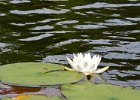 Maine080814-1338  White water lily. Kayaking Umbagog Lake, Umbagog State Park in New Hampshire : 2014, Errol, Kayaking, New Hampshire, Umbagog Lake, Umbagog State Park, White Water Lily