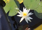White Lily  White water lily. Kayaking Umbagog Lake, Umbagog State Park in New Hampshire : 2014, Errol, Kayaking, New Hampshire, Umbagog Lake, Umbagog State Park