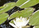 White Lily  White water lily. Kayaking Umbagog Lake, Umbagog State Park in New Hampshire : 2014, Errol, Kayaking, New Hampshire, Umbagog Lake, Umbagog State Park, White Water Lily