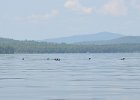 Maine080814-1392-2  Loons. Kayak South Arm Lower Richardson Lake : 2014, Kayaking, Maine, Oxford County, Richardson Lake, South Arm