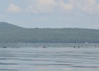 Lots of Loons  Loons. Kayak South Arm Lower Richardson Lake : 2014, Kayaking, Maine, Oxford County, Richardson Lake, South Arm