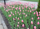 Baltimore042814-0152  Tulips, War Memorial Plaza : 2014, Baltimore, Flowers, Late Afternoon, Maryland, Walking