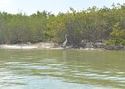 Captiva052115-3089 : 2015, Blind Pass, Captiva, Kayaking, Roosevelt Channel
