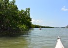Captiva052115-2929  Kayak from Tween Waters Inn, down to Blind Pass, back up the far side of Buck Key, then back via the Mangrove Trail : 2015, Captiva