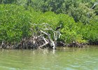 Captiva052115-2978  Kayak from Tween Waters Inn, down to Blind Pass, back up the far side of Buck Key, then back via the Mangrove Trail : 2015, Captiva
