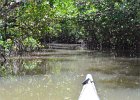 Captiva052115-2992  Kayak from Tween Waters Inn, down to Blind Pass, back up the far side of Buck Key, then back via the Mangrove Trail : 2015, Captiva