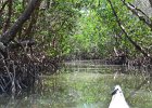 Captiva052115-3000  Kayak from Tween Waters Inn, down to Blind Pass, back up the far side of Buck Key, then back via the Mangrove Trail : 2015, Captiva