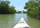 Captiva052115-3002  Kayak from Tween Waters Inn, down to Blind Pass, back up the far side of Buck Key, then back via the Mangrove Trail : 2015, Captiva