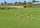 Ibis  View of golf course from our condo.  Lots of Ibis : 2015, Captiva, Lands End