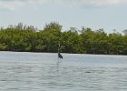 Great Blue Heron  Great Blue in shallow water. Kayak from Tween Waters Inn, down to Blind Pass, back up the far side of Buck Key, then back via the Mangrove Trail : 2015, Captiva, Kayaking, Pine Island Sound