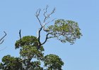 Great Egret  Great Egret in tree. Kayak from Tween Waters Inn, down to Blind Pass, back up the far side of Buck Key, then back via the Mangrove Trail : 2015, Captiva, Kayaking, Pine Island Sound