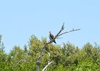 Osprey  Osprey. Kayak from Tween Waters Inn, down to Blind Pass, back up the far side of Buck Key, then back via the Mangrove Trail : 2015, Captiva, Kayaking, Pine Island Sound