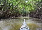 Mangrove trail  Mangrove trail. Kayak from Tween Waters Inn, down to Blind Pass, back up the far side of Buck Key, then back via the Mangrove Trail : 2015, Captiva, Kayaking, Mangrove Trails, Pine Island Sound