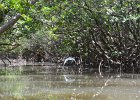 Ibis  Ibis flying in mangrove trail of Buck Key. Kayak from Tween Waters Inn, down to Blind Pass, back up the far side of Buck Key, then back via the Mangrove Trail : 2015, Captiva, Kayaking, Mangrove Trails, Pine Island Sound