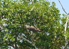 Osprey.  Osprey. Kayak from Tween Waters Inn, down to Blind Pass, back up the far side of Buck Key, then back via the Mangrove Trail : 2015, Captiva, Kayaking, Pine Island Sound, Roosevelt Channel