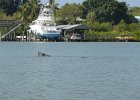 Manatee  Manatee. Kayaking from Tween Waters Inn to Blind Pass and back : 2015, Blind Pass, Captiva, Kayaking, Manatee, Roosevelt Channel