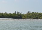 Birds!  Birds resting at low tide. Kayaking from Tween Waters Inn to Blind Pass and back : 2015, Blind Pass, Captiva, Kayaking, Roosevelt Channel