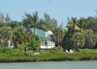 Egret  Great Egret hovering over fishing area near Blind Pass. Kayaking from Tween Waters Inn to Blind Pass and back : 2015, Blind Pass, Captiva, Great Egret, Kayaking, Roosevelt Channel