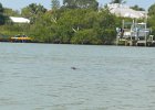 Manatee  Manatee. Kayaking from Tween Waters Inn to Blind Pass and back : 2015, Blind Pass, Captiva, Kayaking, Manatee, Roosevelt Channel