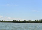 Dolphin  Dolphin. Kayaking from Tween Waters Inn to Blind Pass and back : 2015, Blind Pass, Captiva, Dolphin, Kayaking, Roosevelt Channel