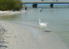 Great Egret  Great Egret at Blind Pass. Kayaking from Tween Waters Inn to Blind Pass and back : 2015, Blind Pass, Captiva, Great Egret, Kayaking, Roosevelt Channel