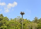 4 Osprey  4 Osprey in nest. Kayaking from Tween Waters Inn to Blind Pass and back : 2015, Blind Pass, Captiva, Kayaking, Osprey, Roosevelt Channel