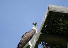 Osprey  Osprey viewed from our condo : 2015, Captiva, Osprey