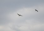 Pelican and Frigatebird  Pelican and Magnificent Frigatebird as seen from Redfish Pass : 2015, Captiva, Magic Kingdom, Magnificent frigatebird, Pelican