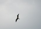 Frigatebird  Magnificent Frigatebird as seen from Redfish Pass : 2015, Captiva, Magnificent frigatebird