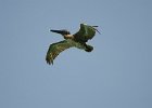Pelican  Frigatebird as seen from Redfish Pass : 2015, Captiva, Pelican