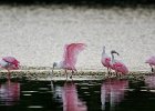 Roseate Spoonbills  Roseate Spoonbills. Driving through Ding Darling National Wildlife Refuge : 2015, Ding Darling, Roseate Spoonbill