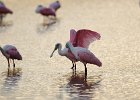 Roseate Spoonbills  Roseate Spoonbills. Driving through Ding Darling National Wildlife Refuge : 2015, Ding Darling, Roseate Spoonbill