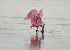 Roseate Spoonbills  Roseate Spoonbills. Driving through Ding Darling National Wildlife Refuge : 2015, Ding Darling, Roseate Spoonbill