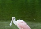 Roseate Spoonbills  Roseate Spoonbills. Driving through Ding Darling National Wildlife Refuge : 2015, Ding Darling, Roseate Spoonbill