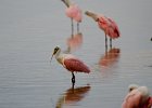 Roseate Spoonbills  Roseate Spoonbills. Driving through Ding Darling National Wildlife Refuge : 2015, Ding Darling, Roseate Spoonbill