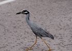 Black-crowned night heron  Black-crowned night heron. Driving through Ding Darling National Wildlife Refuge : 2015, Black-crowned Night Heron, Ding Darling