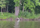 Busse Lake  Kayak Busse Lake : 2015, Busse Forest Nature Preserve, Busse Lake, Kayaking