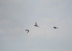 Madison041715-5212  Redhead Ducks coming in for landing, viewed from Governor's Island. Lake Mendota bird watching with Liz : 2015, Duck, Flying, Governor's Island, Lake Mendota, Madison