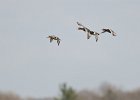 Redhead Ducks  Redhead Ducks coming in for landing, viewed from Governor's Island. Lake Mendota bird watching with Liz : 2015, Duck, Flying, Governor's Island, Lake Mendota, Madison