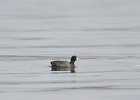 Coot  American Coot, viewed from Governor's Island. Lake Mendota bird watching with Liz : 2015, Coot, Governor's Island, Lake Mendota, Madison