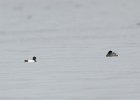 Scaup  Lesser Scaup duck, viewed from Governor's Island. Lake Mendota bird watching with Liz : 2015, Duck, Governor's Island, Lake Mendota, Madison