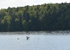 Loons  Loons. Boating on Umbagog Lake : 2015, Errol, Lake, Lake Umbagog, Maine, New Hampshire, Upton, boating